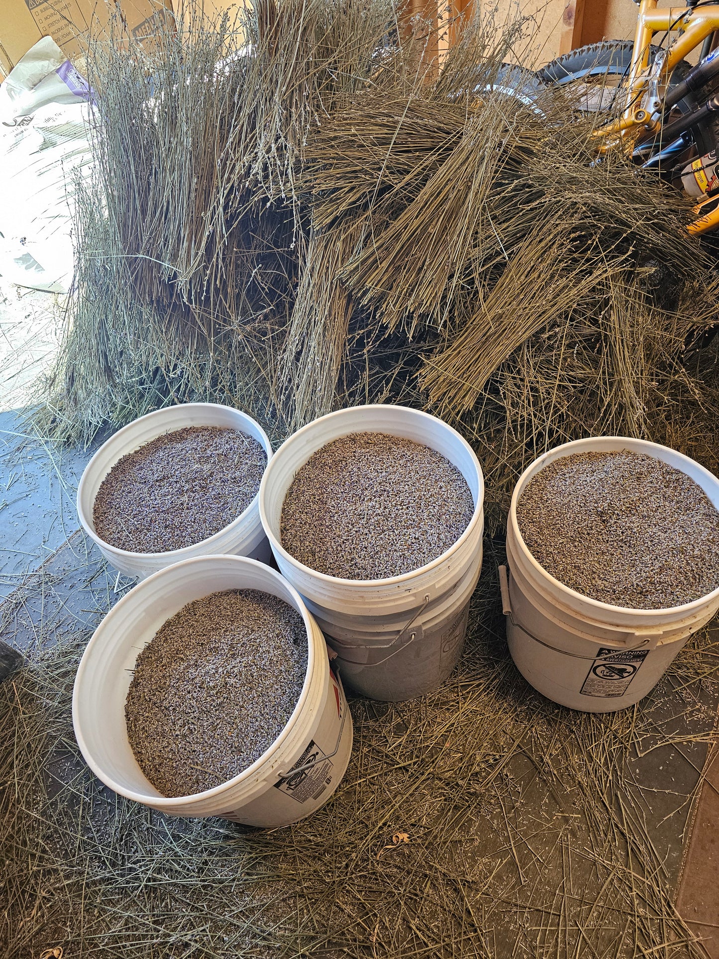 Organically Grown Dried Lavender Buds - 1 Gal 14.4 oz